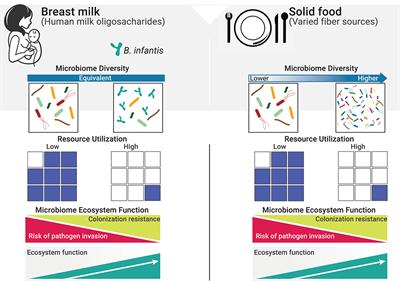 Integrating the Ecosystem Services Framework to Define Dysbiosis of the Breastfed Infant Gut: The Role of B. infantis and Human Milk Oligosaccharides
